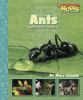 Ants_and_other_insects