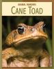 Cane_toad