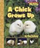 A_chick_grows_up