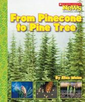 From_pinecone_to_pine_tree